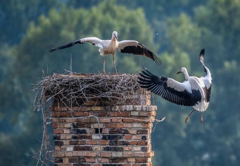Expert Chimney Animal Removal in Salem, MI Professional Chimney Animal Removal Services in Salem, Michigan